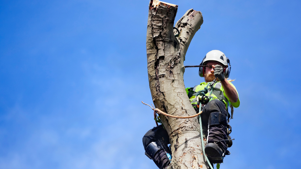 Arborysta w kasku i uprzęży wykonujący sekcyjną wycinkę drzewa metodą linową.